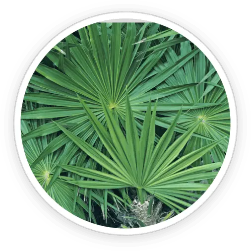 Saw Palmetto